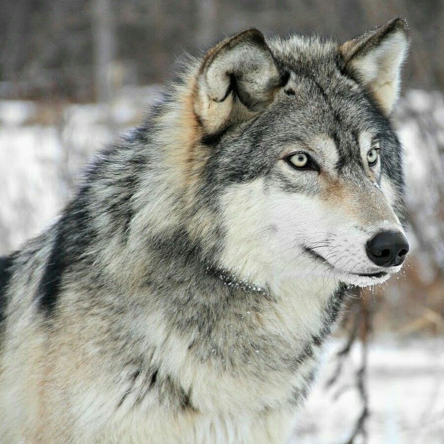 joao_the_wolf's tweet photo. @DeliciousNDulce Your fursona (vs.) IRL Animal https://t.co/hYHsA6lF8x