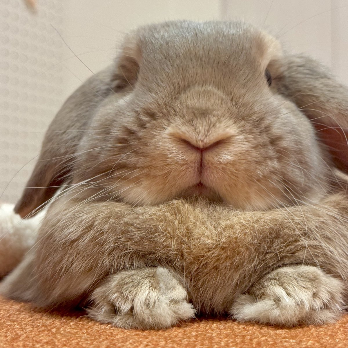usaprn's tweet photo. プリンは太陽のようないい匂いがするよ🐰☀️ https://t.co/B7APFJsppD