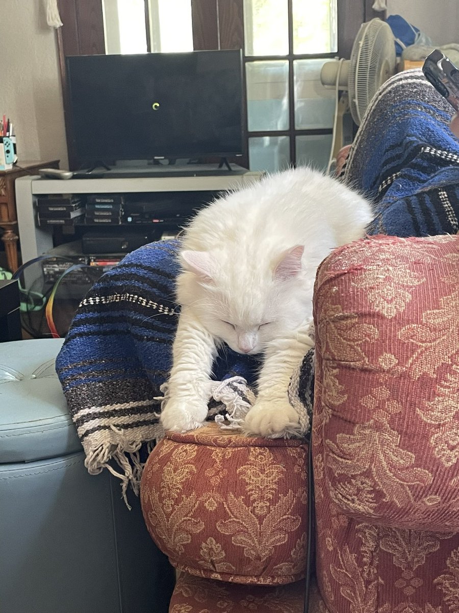 not_debbie's tweet photo. Imagine being this peaceful https://t.co/bpqPKsEsOK