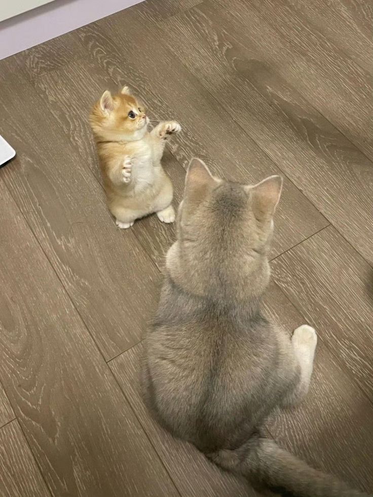 nekocatts's tweet photo. Look at me, mommy 🥰 https://t.co/lR9Kb0lQ4P
