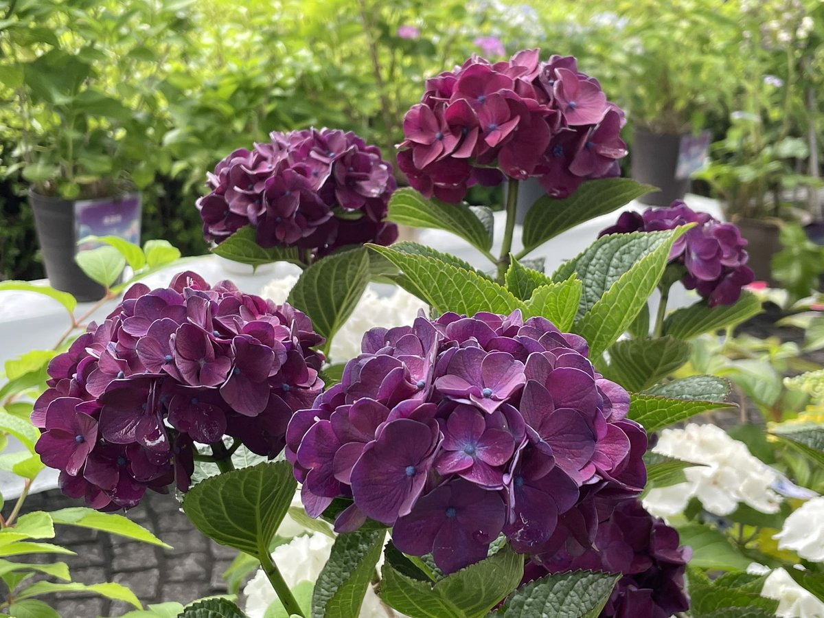 aki2220's tweet photo. 6月は紫陽花🩵💙💜🩷 https://t.co/ojcbwayCwY