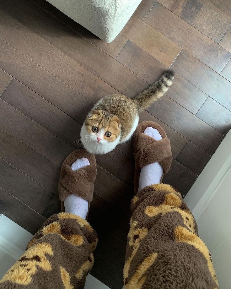 nekocatts's tweet photo. Pick me https://t.co/sPuC29dtsY