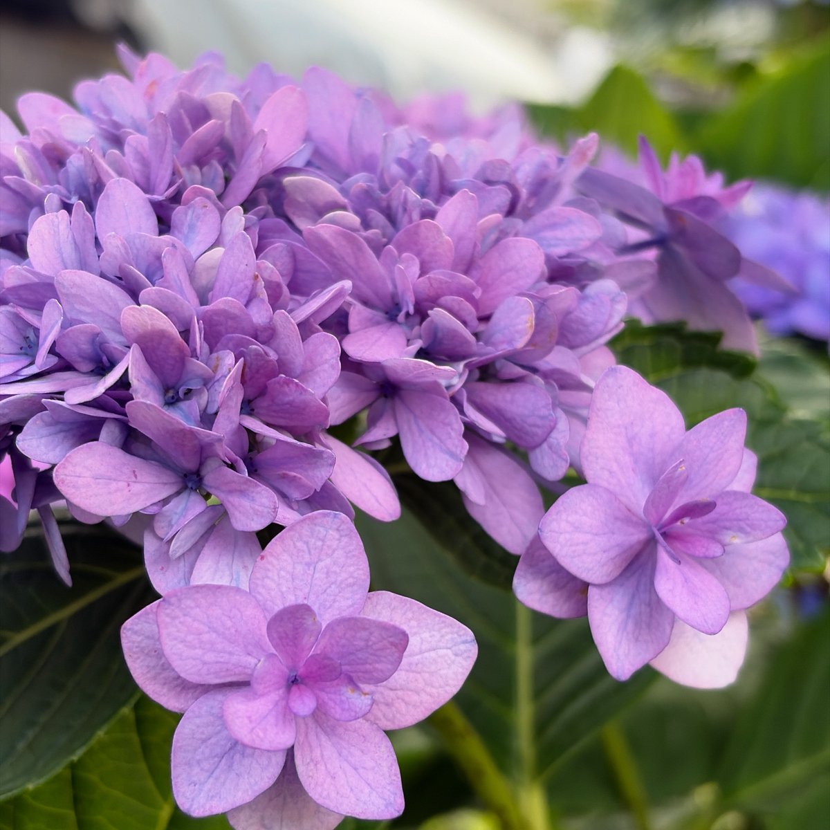 AILE_Funabashi's tweet photo. おはようございます。
朝は涼しいですね♪

今日の花は紫陽花。
鮮やかな色合いに心も踊ります☆彡
今日も一日素敵な日になりますように

#花 #flower #flowers
#障害福祉 #就A #就B #船橋市 #就労継続支援 #A型 #B型 https://t.co/6C9fgBHQFS