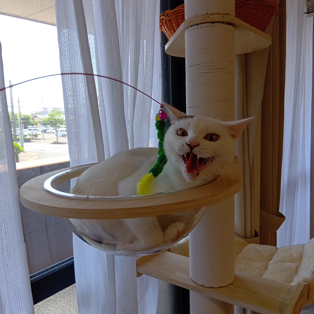 petitmol's tweet photo. 前回より強気になったつくねさん

訪問型のペットのお世話
#ペットシッターぷち 
変わらない環境だから安心 
いつものおうちでおるすばん 
#静岡 #藤枝 #焼津 島田 吉田 https://t.co/K2ATLzyMB0