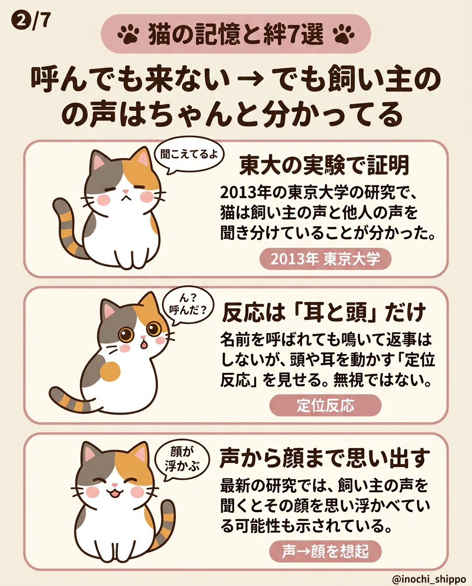 inochi_shippo's tweet photo. 「猫は3日で忘れる」は大きな誤解。
飼い主の声も匂いも、嬉しい記憶も嫌な記憶も、猫はちゃんと覚えています。
久しぶりの再会で威嚇するのも、忘れたんじゃなく記憶を照合中だから。
久々に会って“シャー”された経験、ありますか？
保存しておくと安心です📌 https://t.co/L84qmp4T0F