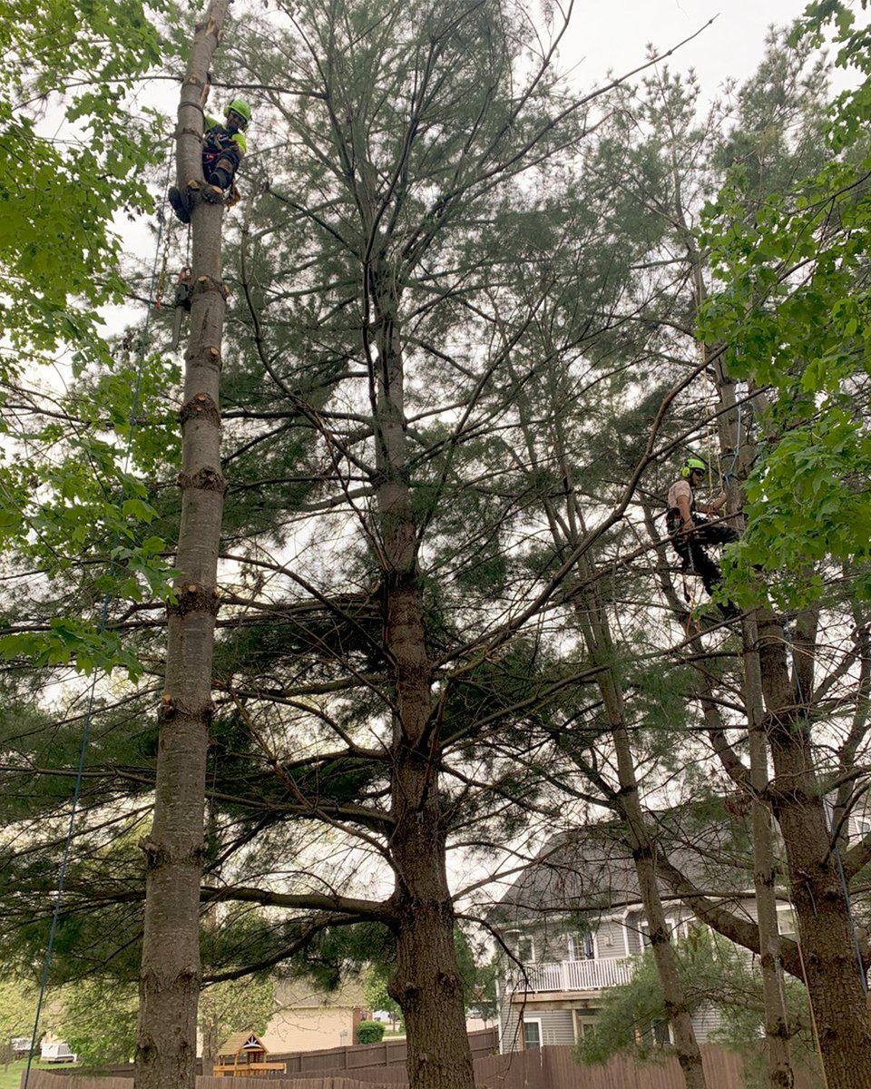 BluestoneTree tweet picture