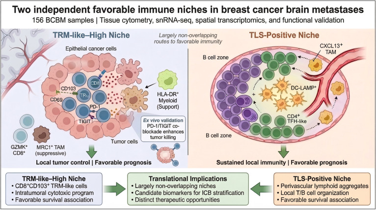 Cancer_Cell's tweet photo. Rethinking immune states in brain metastasis https://t.co/1SIpKyxfoY https://t.co/gWw2NJCsbc