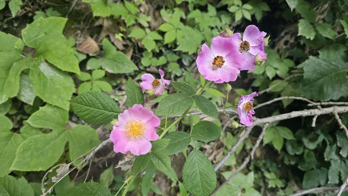 BionicGirlChris's tweet photo. This is your reminder to take time to slow down and enjoy the beauty all around. 

Live in the gift of the present. Aka the now. https://t.co/vZ0DuTUhZA