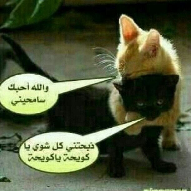 M7IVEZ's tweet photo. @diamondksae https://t.co/Fo0a5uTaSs