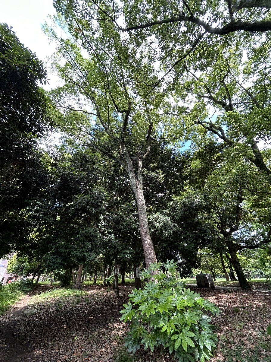 chanterhry's tweet photo. おはようございます

清澄庭園に隣する清澄開放公園の木立もこの季節とてもいいのです #nowar

良い日になりますように https://t.co/dDaHSWmSSg
