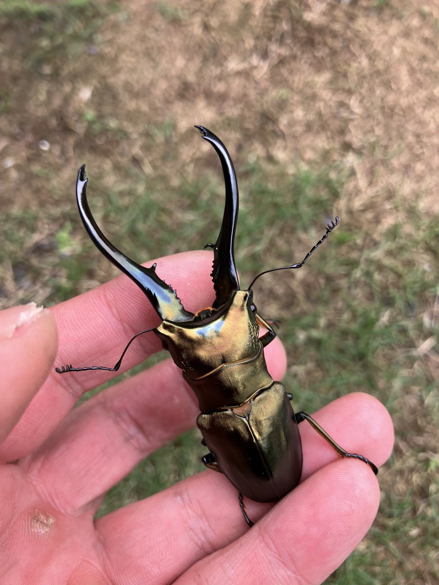 hiro0098's tweet photo. モンギロンホソアカクワガタ

イリアンジャヤ　アルファック産

大迫力のホソアカクワガタ‼️
デカくてかっこいいよ❣️

展足依頼品到着‼️展足後納品です‼️

各種お問い合わせ先は、08051165546または、LINE：hiroki592003までお願いします。

#展足
#標本
#展足依頼
#モンギロンホソアカ 
#クワガタ https://t.co/5zeZqtie84