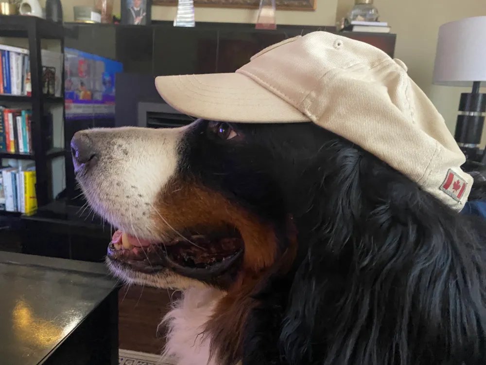 Tyburn__Tree's tweet photo. @Artemisapphire Not on X at all these days, just saw you were sick. Sending positive vibes and Kodi pics! https://t.co/R2pdq8UIm7