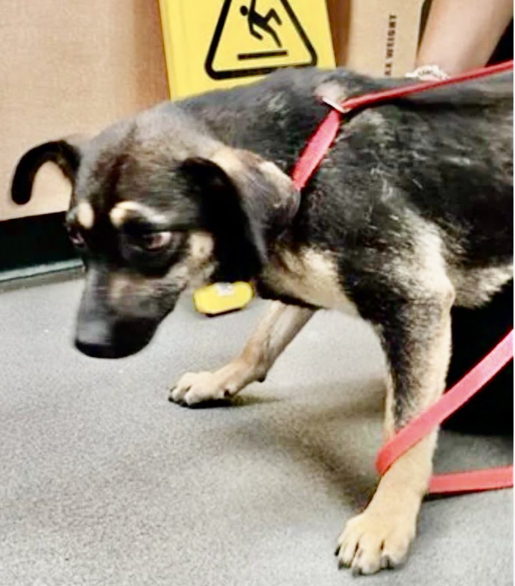 LeporidaeCheryl's tweet photo. If you could tell her one thing, what would it be⁉️ Hunched over & DEFEATED. 

At  only 1️⃣ year old, she knows she's UNWANTED 😭.

The weight of GRIEF & FEAR lie heavily on her FRAGILE shoulders. 

BLACK PEARL #A387943  already looks sad, resigned, & 💥EXHAUSTED💥 

NO baby should be SO AFRAID, so BEATEN DOWN‼️ 

It's 💔. 

⚡️She just can't TAKE it any longer⚡️

#CorpusChristiACS is NO place for this sensitive, little Shepherd mix. 
Please help her.