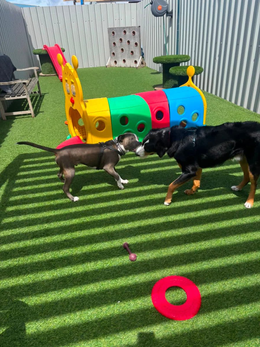 real_midnight_'s tweet photo. Last week at Doggy Daycare atlas had a blast https://t.co/mmWn9SBomv