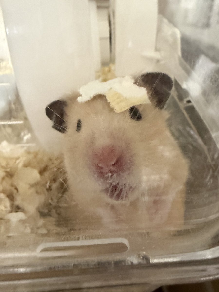 jstep_tweet's tweet photo. おはようございます🐹
今日の 宇都宮 は☁️

最近やっと仕事に慣れてきましたが朝の雨の日の自転車通勤にはまだまだ慣れないです
ですが退勤になったら家にいる動物たちのことを考え爆速で帰って戯れあっています。

#企業公式が毎朝地元の天気を言い合う https://t.co/UcTHuHjrGT