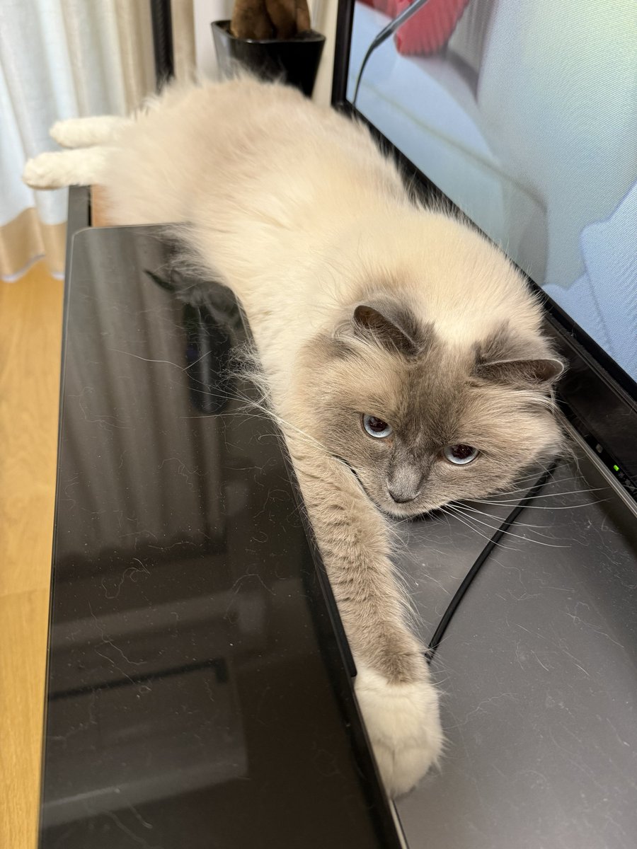 POMOCHIX's tweet photo. 静電気で抜け毛が増毛中…🤔
#猫 #メインクーン #ラグドール #cats https://t.co/oNgGSm0yX4