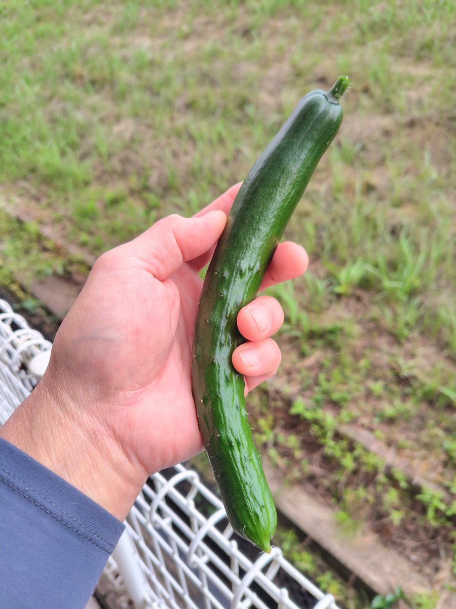 ebiRider21's tweet photo. 今年初物キュウリ🥒
トマトや茄子はもう少しだ

ミニトマトの逆さ栽培もやってみたけど、徐々に上向きに育っていくのかな？

#夏野菜
#家庭菜園
#自家栽培
#無農薬
#新鮮野菜 https://t.co/lpghpwBNqi