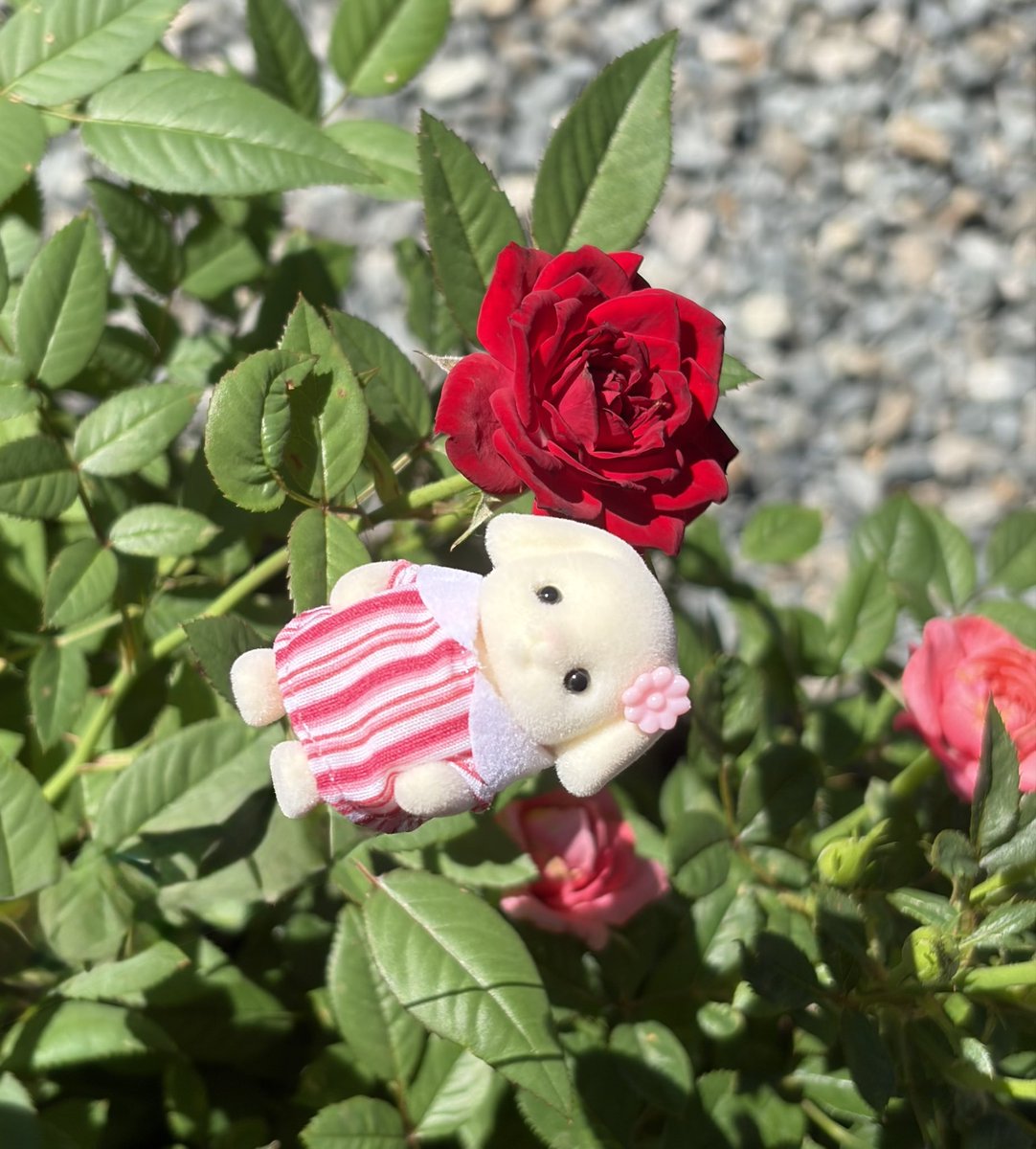 ppp__822's tweet photo. ミニバラ、剪定後２回目の開花🌹✨
スリップス被害もありつつ……
梅雨も頑張って乗り切ろう❕ https://t.co/4fpTwRH54S