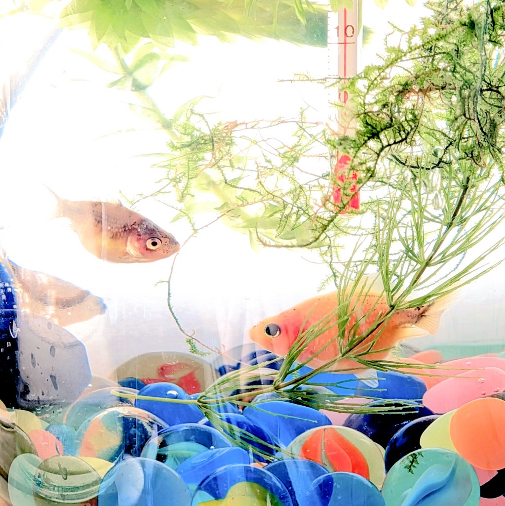 itsumimura's tweet photo. ピンポンパールさんを見て癒される朝🐟️ https://t.co/Zkfc05Ah3j