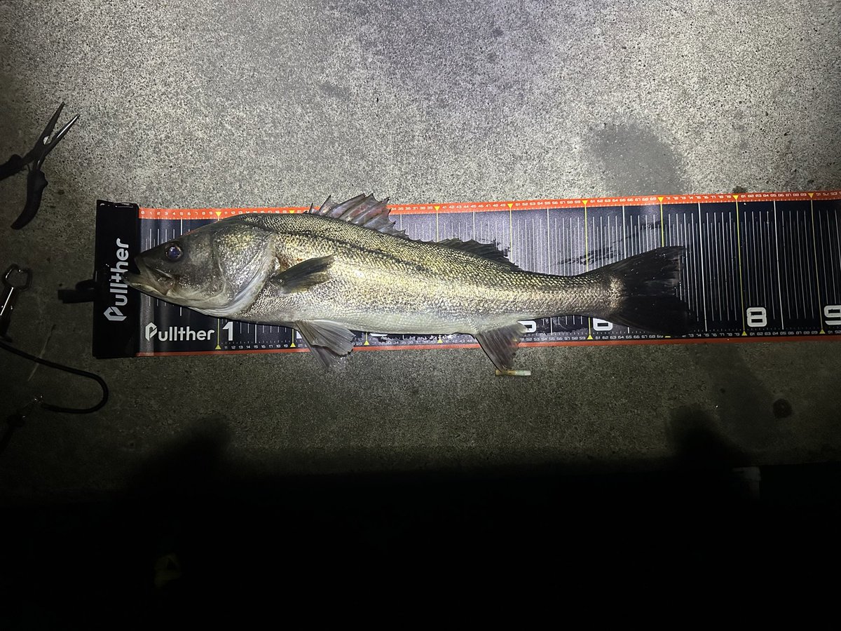 uso1205's tweet photo. 到着して5秒で74cm釣れて
その30分後に79cm
更に30分後に54cm
全世界に生中継したかったわ〜 https://t.co/CmWkt59dds