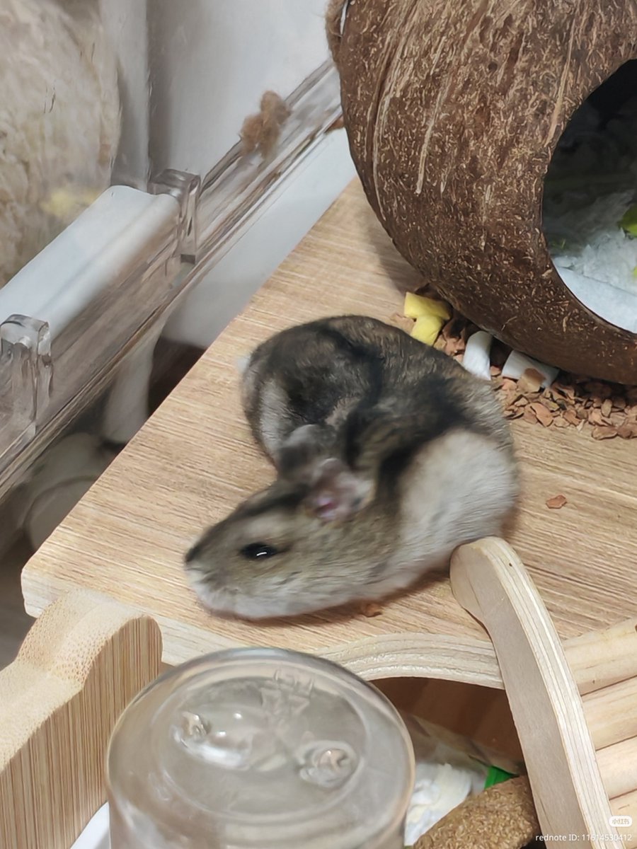 TweetsOfHamster's tweet photo. 🐍 https://t.co/VDie9jGrLn