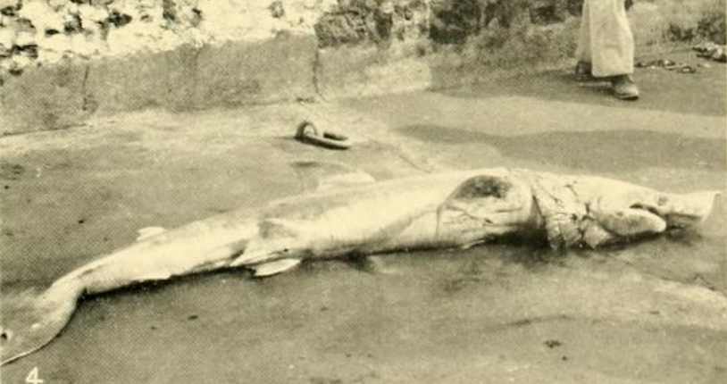TylerGreenfieId's tweet photo. Many have commented that a sperm whale's throat is too small to swallow a human, but they're dead wrong. A whole 8-foot basking shark was found in a sperm whale's stomach once. https://t.co/RUIA3BTP7O