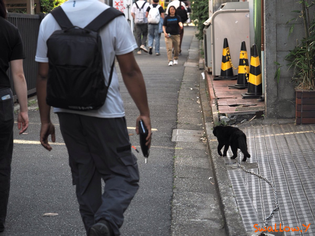 SWALLOWinRed's tweet photo. 2026.5.19
#猫  #猫写真  #黒猫  #街猫  #外猫  #外猫GO  
#cat  
#僕らの居場所は言わにゃいで 
#フラッシュ使って撮らにゃいで
#catjustwalking 
#おんなじ街で生きている https://t.co/VbLORfoA5Y