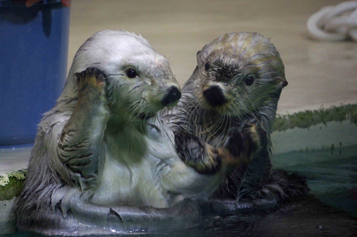 鳥羽水族館 メイちゃん&キラちゃん 2026.6.9 #鳥羽水族館