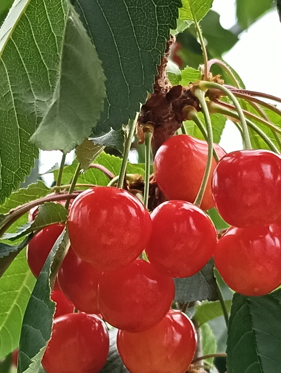 618kotsuka's tweet photo. おはようございます☀
先日長野県松川町まで🍒さくらんぼ狩りに行ってきました🚙
名古屋から往復300kmの価値あり多品種の食べ比べしながらお腹パンパンの大満足w
(例年、同じ農園で秋はりんご狩り🍎です）

#さくらんぼ狩り　#長野県松川町
#さくらんぼ　#佐藤錦　#山形美人
#紅秀峰 https://t.co/qgFOq9yPYq