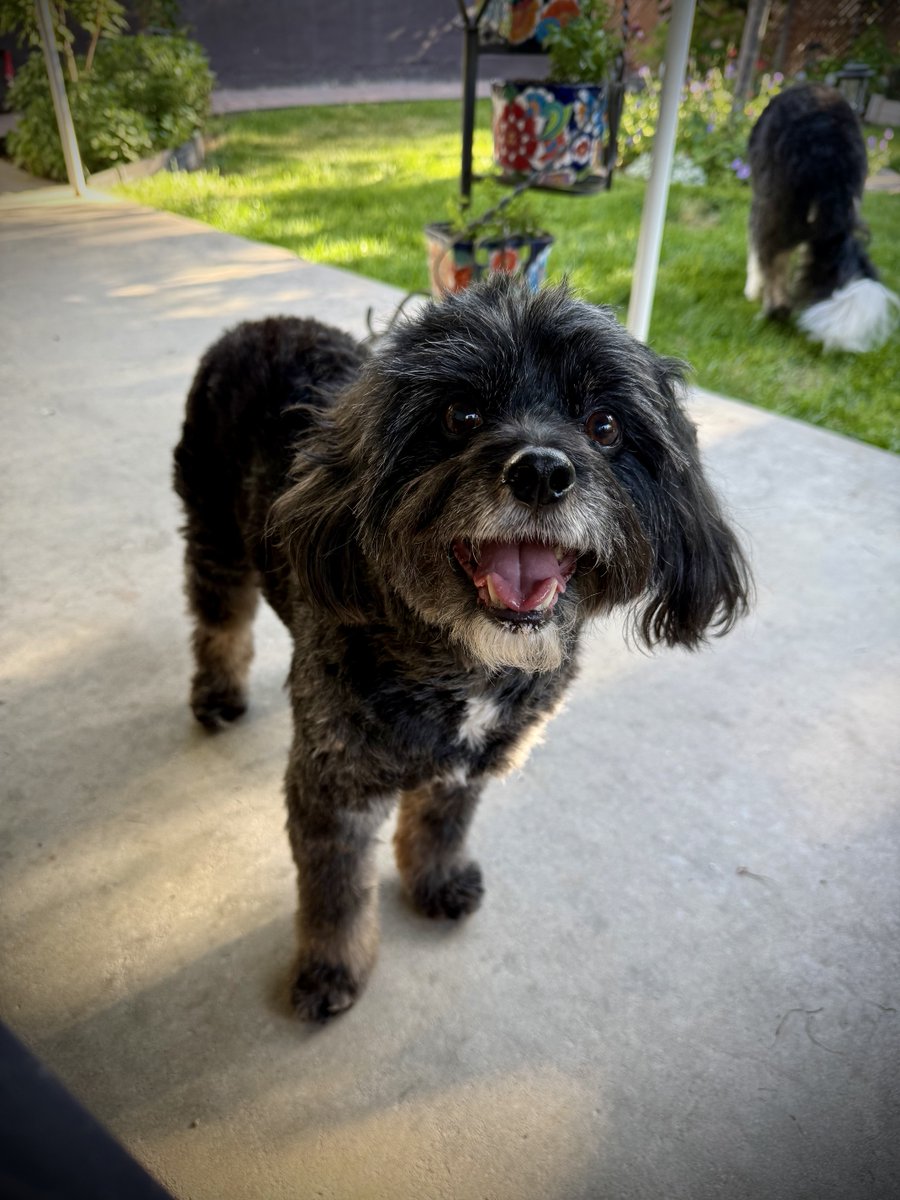 EliMcCann's tweet photo. You guys are never going to believe who got an A+ report card at the groomer today. https://t.co/CnA8WnAIkt