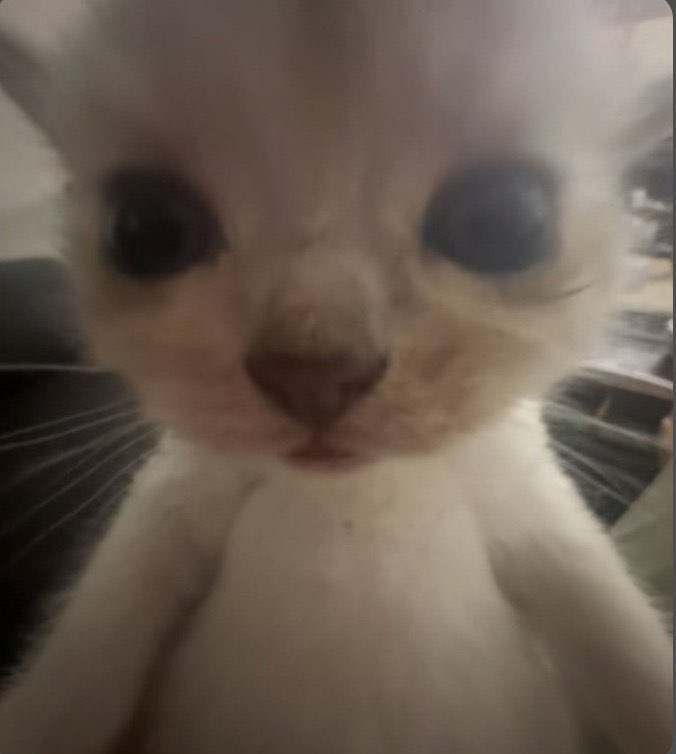 UesFerr's tweet photo. @poptime A única sensata. Kkkkkk https://t.co/GdusjyGDdt