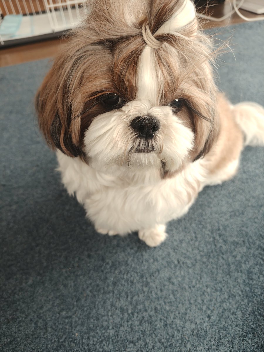 RzU4eEk's tweet photo. 元気になりました🥹
本当に良かった、、長かった、、
体重は500グラム減って、5.4kgです。 https://t.co/UhNmW0jaWR