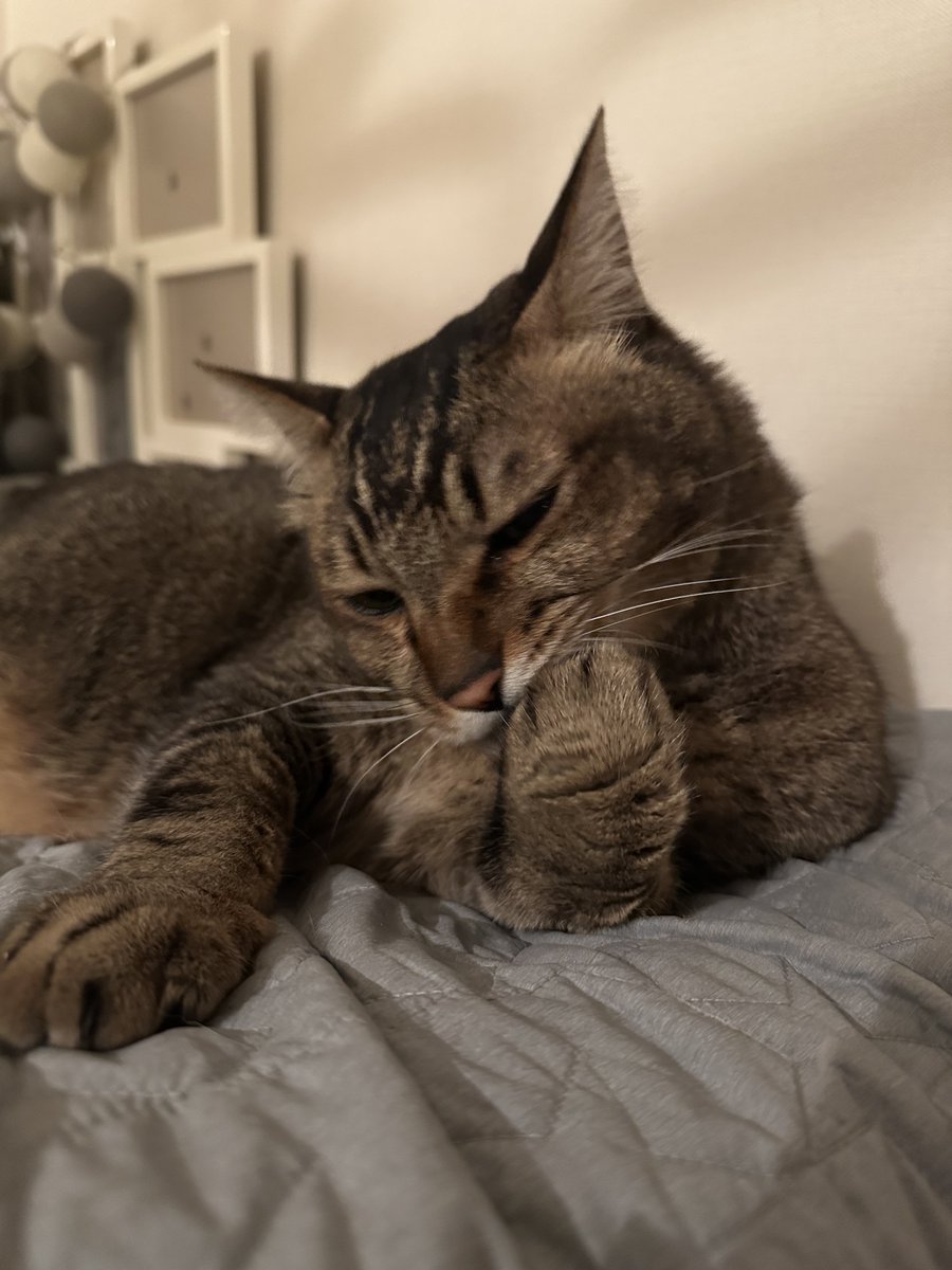 konomomi's tweet photo. おててを「はむっ」とする顔かわいい

#猫 #キジトラ https://t.co/pTVoPt5nns
