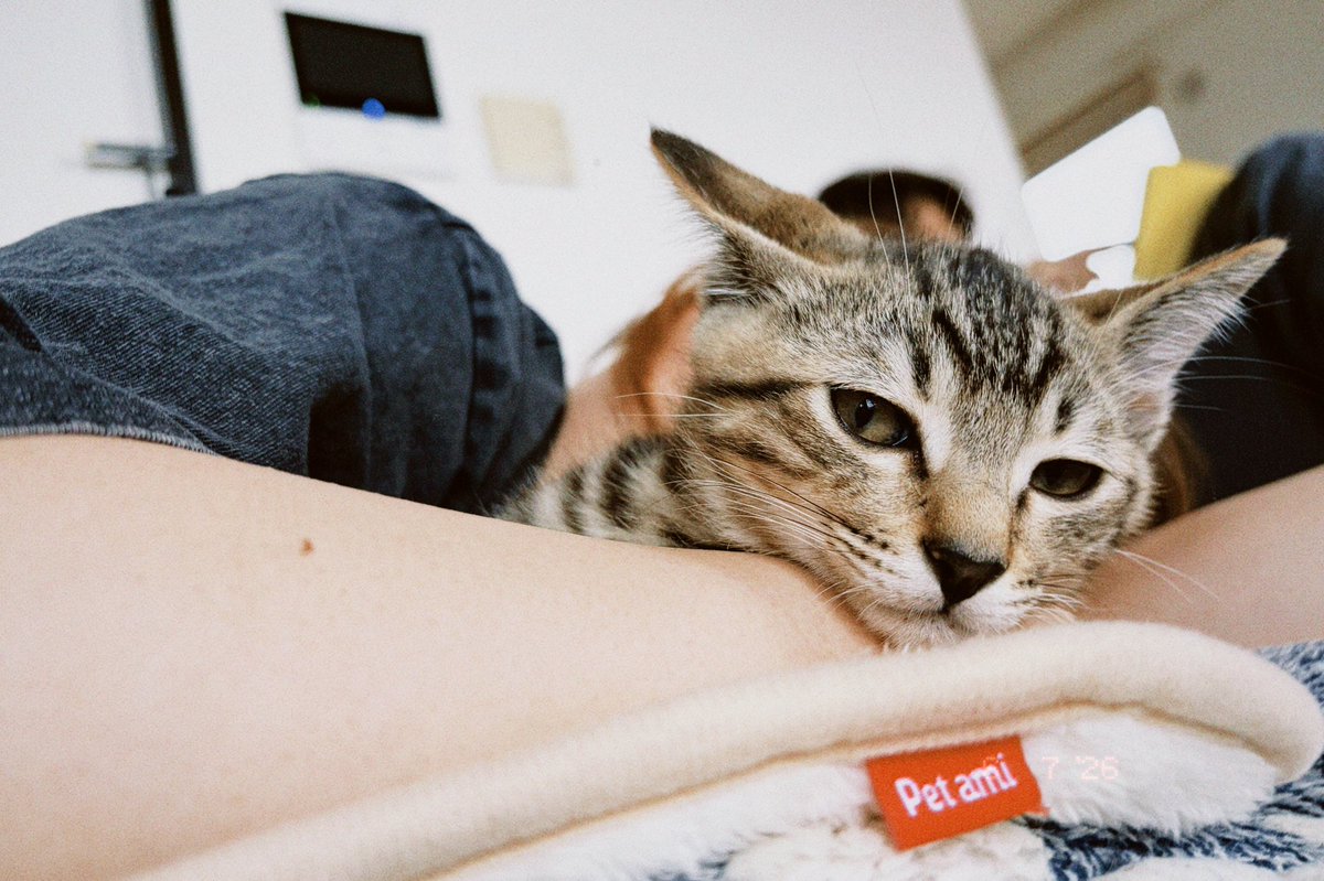 me_acatt's tweet photo. 子猫(2.5ヶ月)兄弟が我が家に来て約1週間。まだネコが家に居ることにソワソワ。元気いっぱいでかわいい。 https://t.co/ijuUPlY3vO