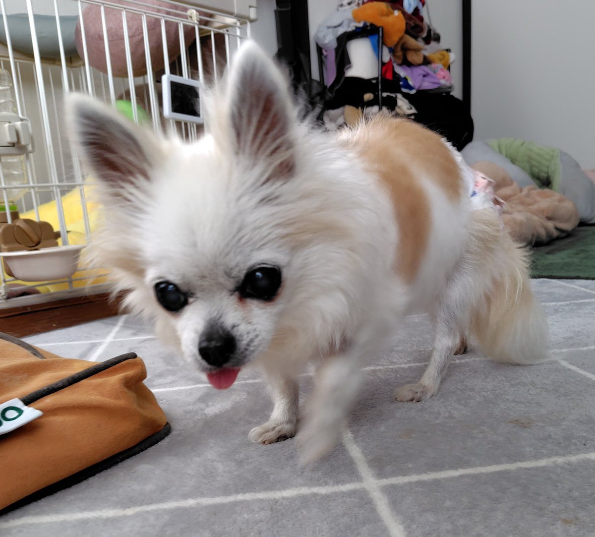 jo_rumalea's tweet photo. オヤツで釣ったら移動してくれたので掃除機かけたら…
🐶「掃除機のあとに💩してやったぜ」
………😅 https://t.co/fPErHyfira