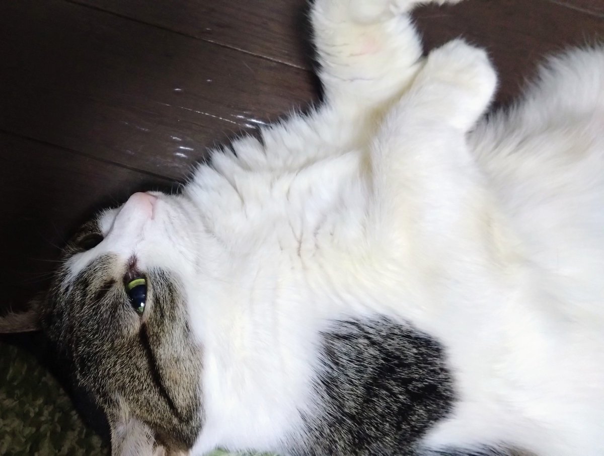 azukimashiba's tweet photo. おはようございます。本日のうらめしやポーズでーす。
先日、猫を洗う夢を見まして。洗ってるうちに柄がどんどん落ちていって、最終的に白猫に。夢のなかで焦りまくりました。。本当にそうなるのかな。なるかー！
今日も元気で。 https://t.co/165hwR8k8M