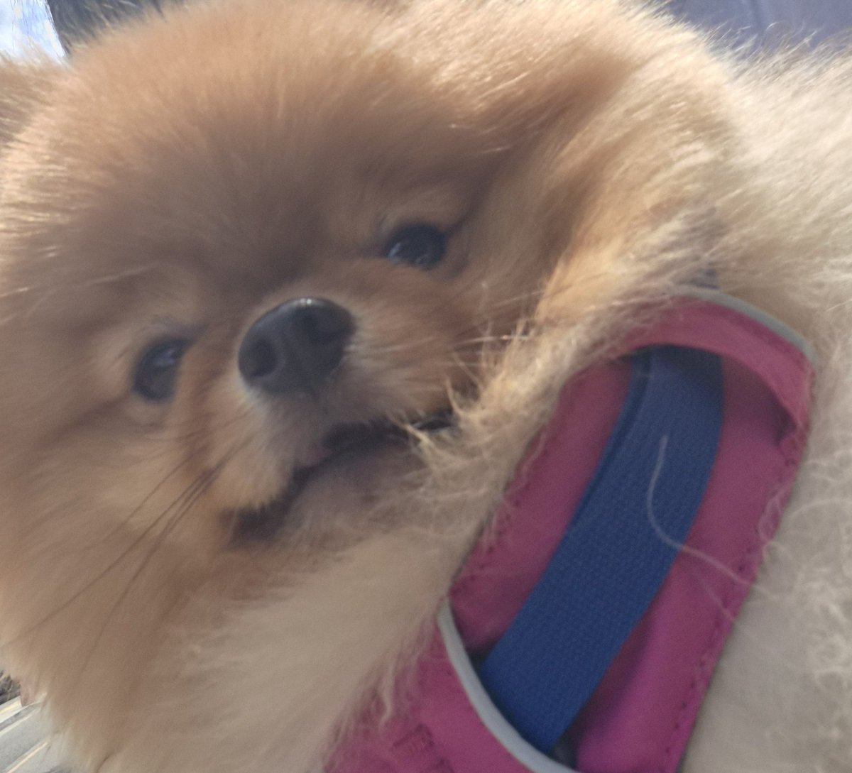 dprobio's tweet photo. 카메라 보자마자 정색 https://t.co/QcNfMNKlz5