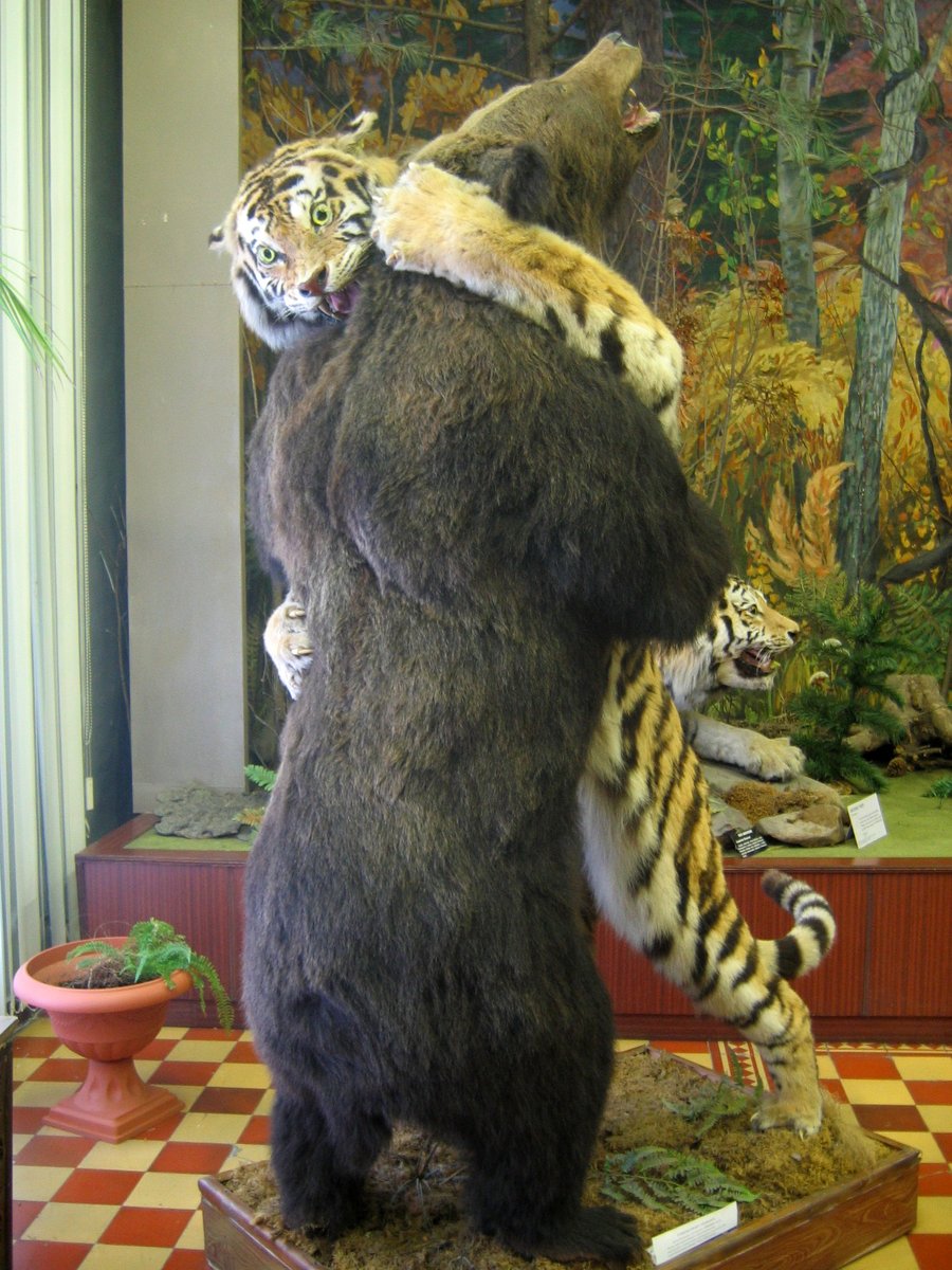 aruma_zirou's tweet photo. 熊被害が深刻ですが、熊を食べる天敵はアムール虎です。
ロシアからアムール虎を輸入して野に放てばいなくなります。

結構な数の人間様も一緒に…… https://t.co/9O3sdFi2FT