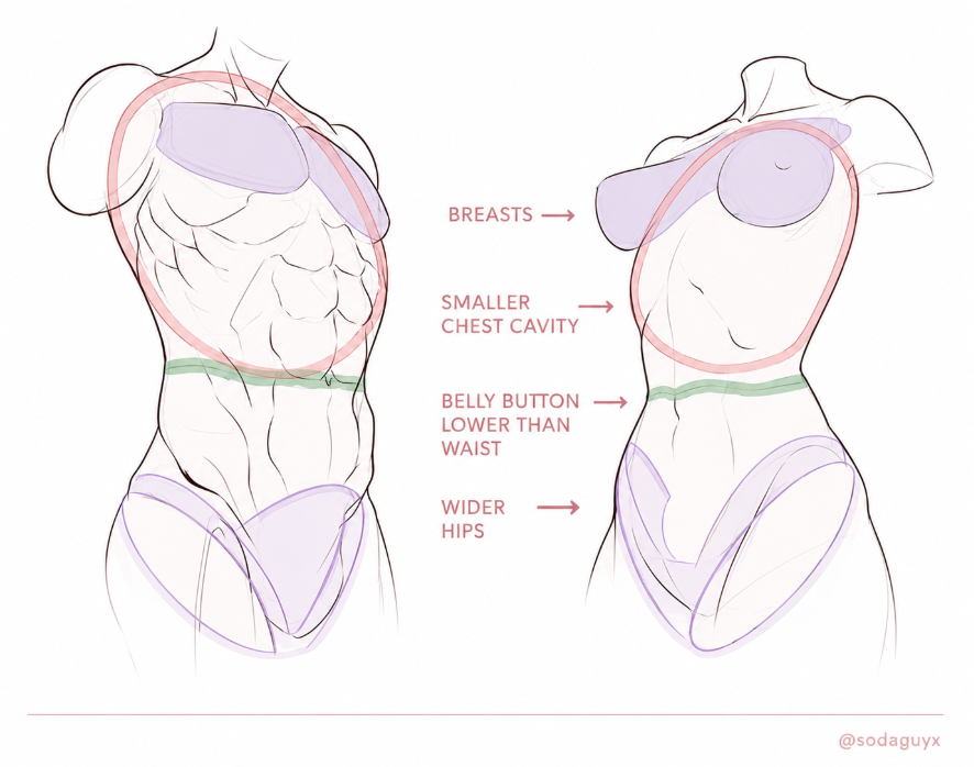 sodaguyx's tweet photo. how to draw the torso https://t.co/Pgte5aIBml