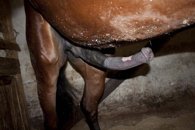 000Copy1's tweet photo. It's rare to come across such a magnificent hard horse c*ck... 🐎❤️

Retweet if you're a horse lover too. https://t.co/yd0cuTvq5b