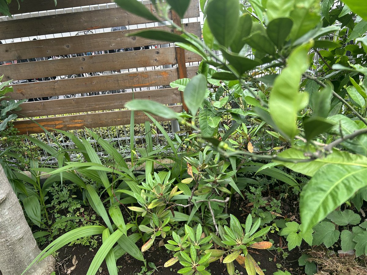 darkness_peach's tweet photo. ミカンさんは地植えの一部の実以外は残らない気がしてきました🍊☔️
4枚目の実とかそのうち落ちちゃいそう https://t.co/2tnDIZjVbp