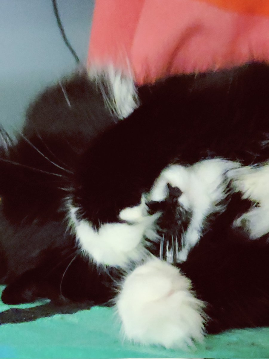 Voidkitty2's tweet photo. @fourbagoos My cat lucy https://t.co/cicK75zgd5