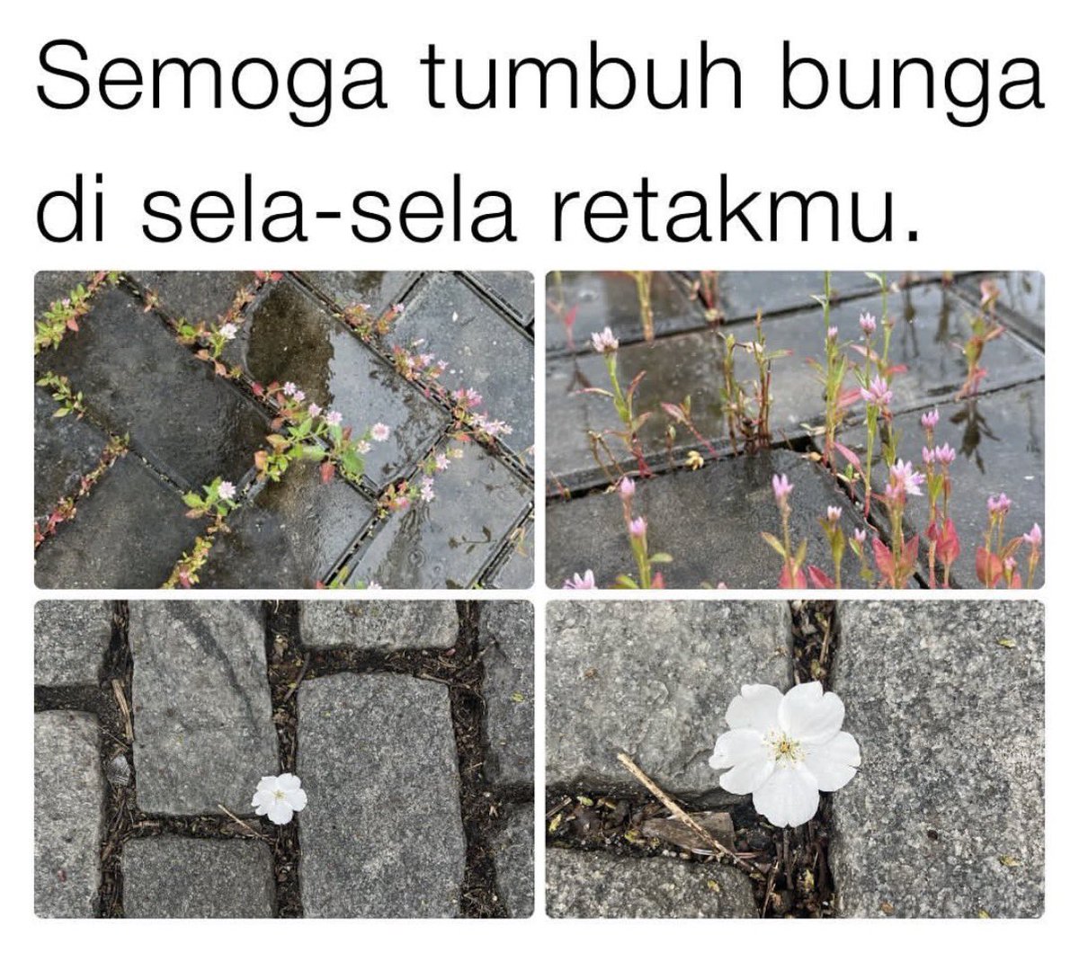 kelvin tweet media