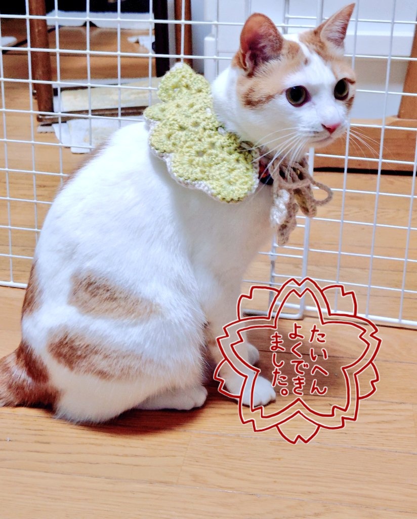 k305u's tweet photo. ヒラヒラのケープでおめかし😺💕
娘のお手製🧶
三者三様でした😅 https://t.co/KhhClbwQs2