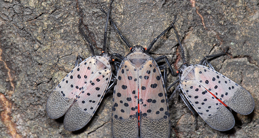 MarkKaboly's tweet photo. I don't want to mention this, but ... are those damn spotted lantern flies gone for good? https://t.co/JYIo5MQn2E