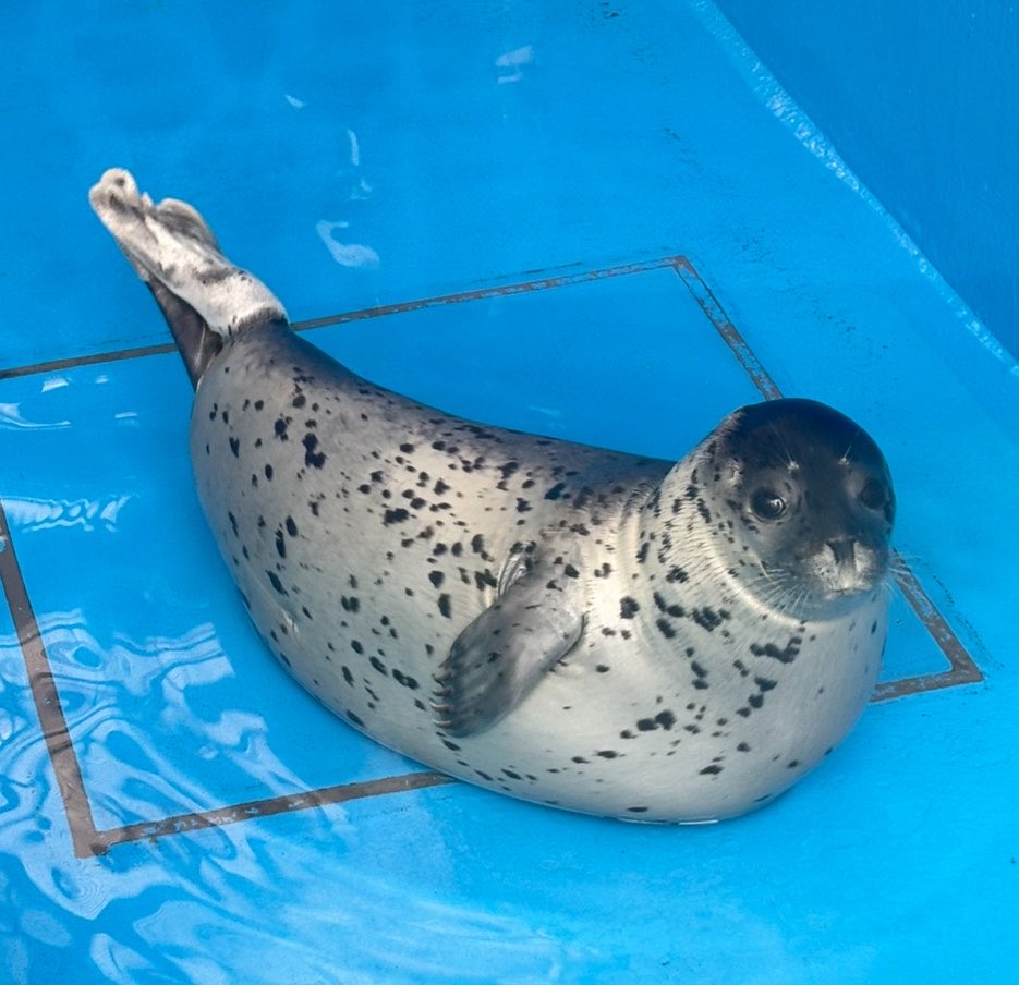 iseseaparadise's tweet photo. 【お引越し】

ルーちゃんとルー仔共にゴロゴロチームのお家へ移動しました‼️

早速のんびりしている様子のルー仔ちゃん。
足だけ乾いて足袋状態になってます😆 https://t.co/uM0y3RkTc1