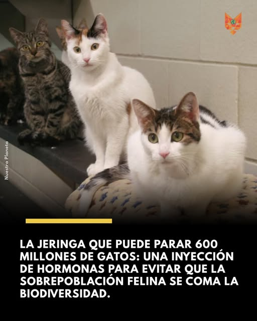 carosif's tweet photo. Funcionará con los #Fujimoristas? https://t.co/FWT1WY6kW9