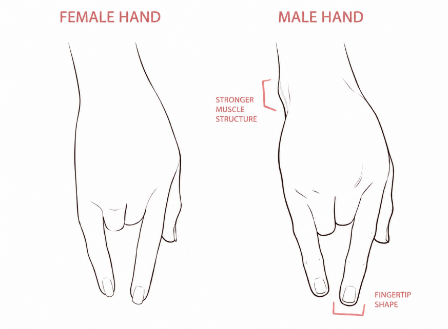 BearDesignX's tweet photo. female hand vs male hand https://t.co/9g9E87Qv11