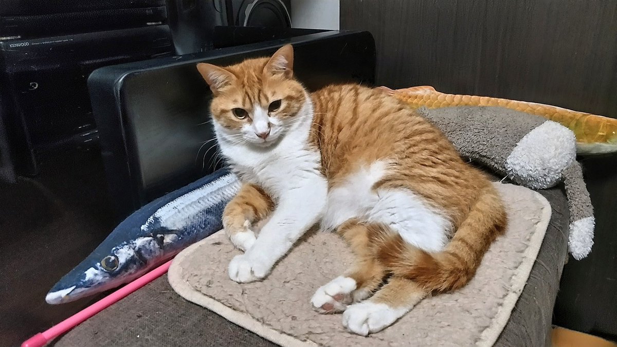 loveshippo1's tweet photo. 本日の･･･ 🙂

ふてニャン🐱って 言うな！😼💢

･･･あさひ🐱 です 🥲💧

 #あさひ１歳 https://t.co/kfQgw5VUzE