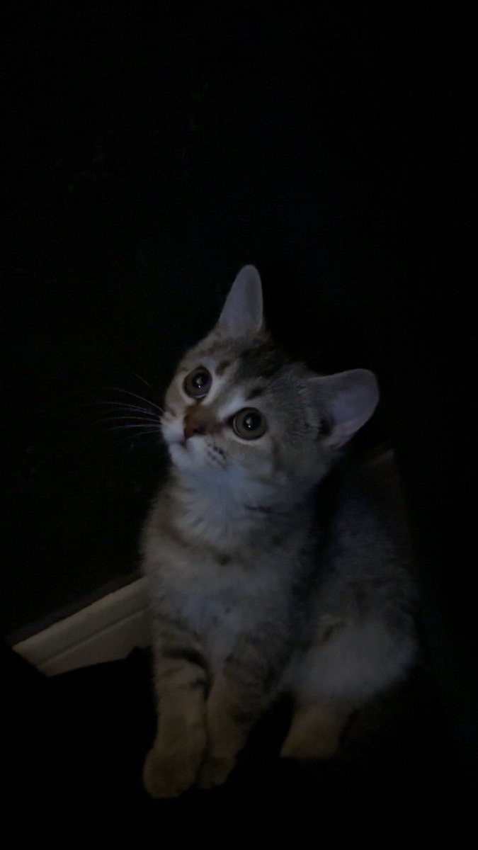 leleeexe's tweet photo. قلبييي النظراتت اموت عليهاا🥺 https://t.co/q1uQKUfn1W